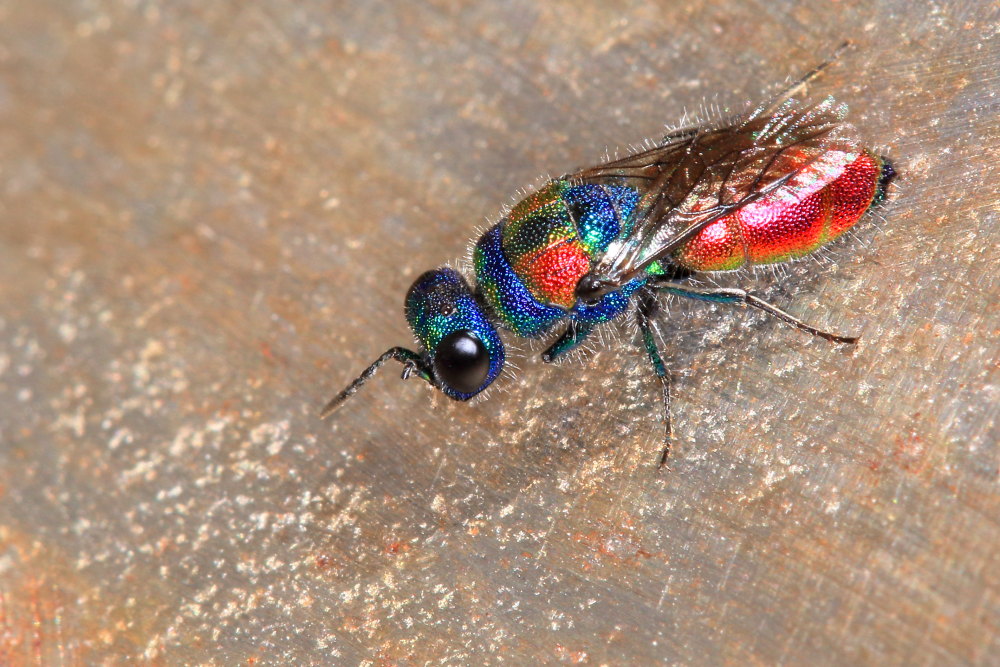 Chrysididae da identificare: Chrysis grohmanni krkiana