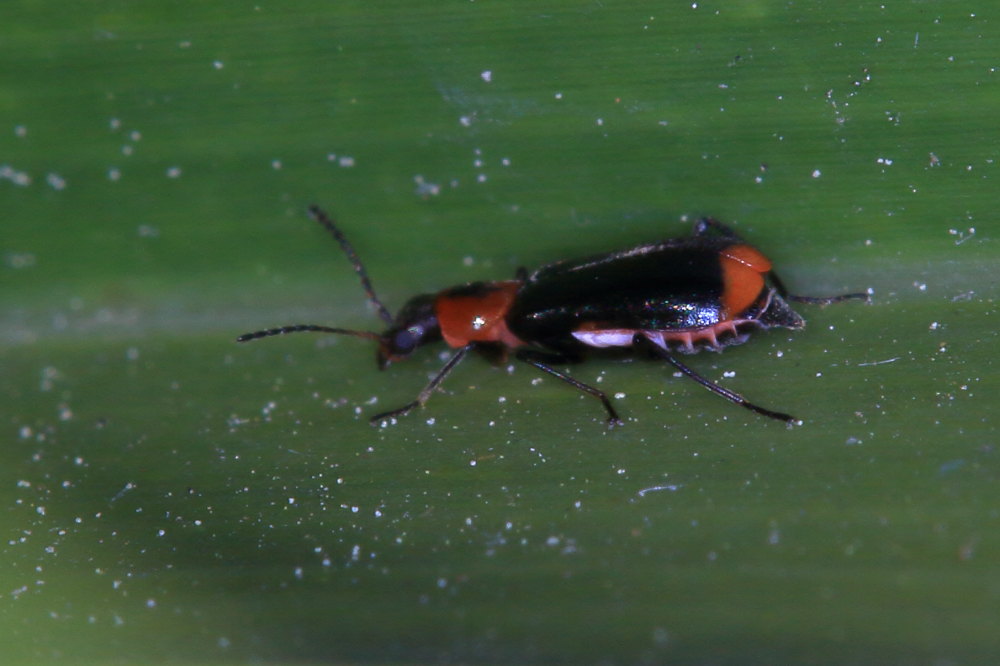 Malachidae:   Attalus minimus, femmina