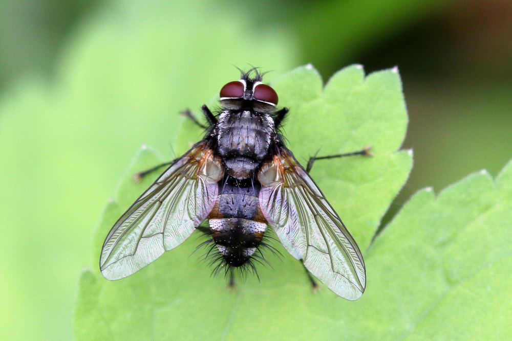 Thelaira cf. nigripes (Tachinidae)