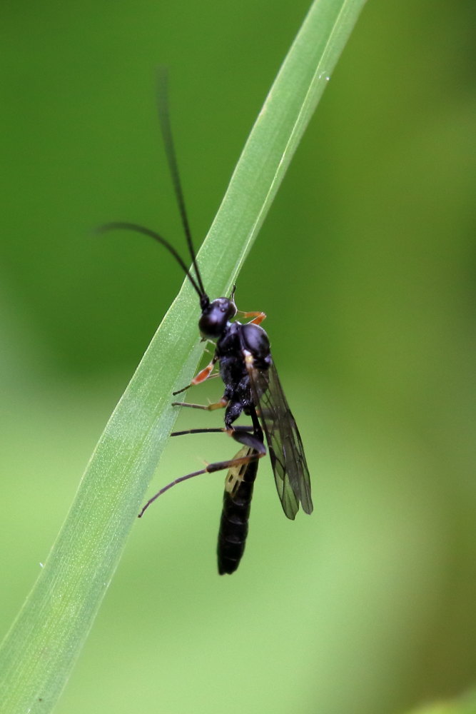 Ichneumonidae da identificare:.......Ichneumonidae Campopleginae