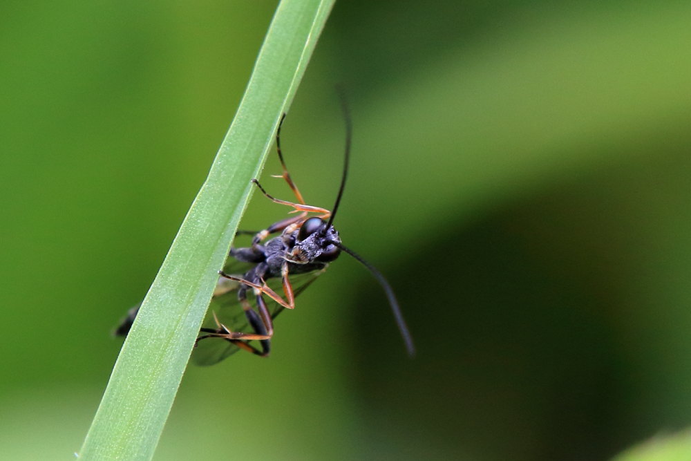 Ichneumonidae da identificare:.......Ichneumonidae Campopleginae