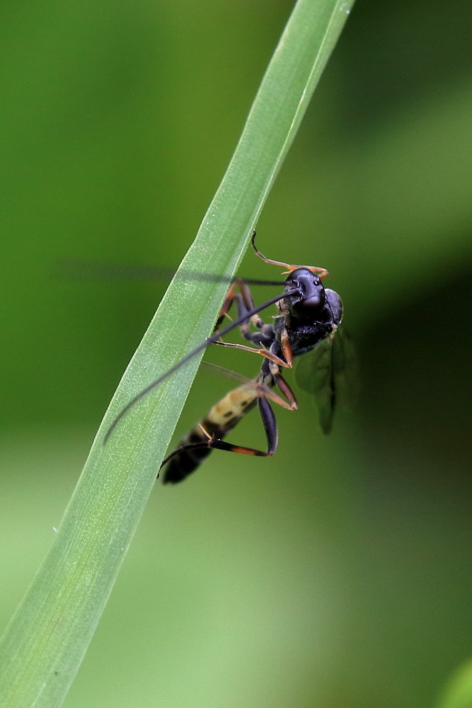 Ichneumonidae da identificare:.......Ichneumonidae Campopleginae