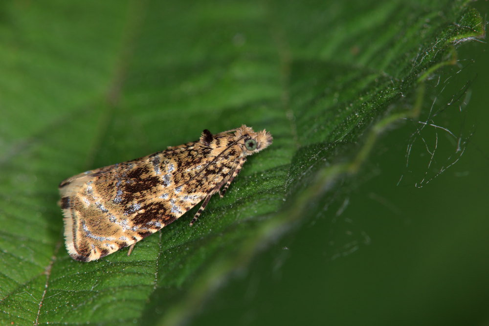 Microlepidottero da identificare - Celypha lacunana, Tortricidae