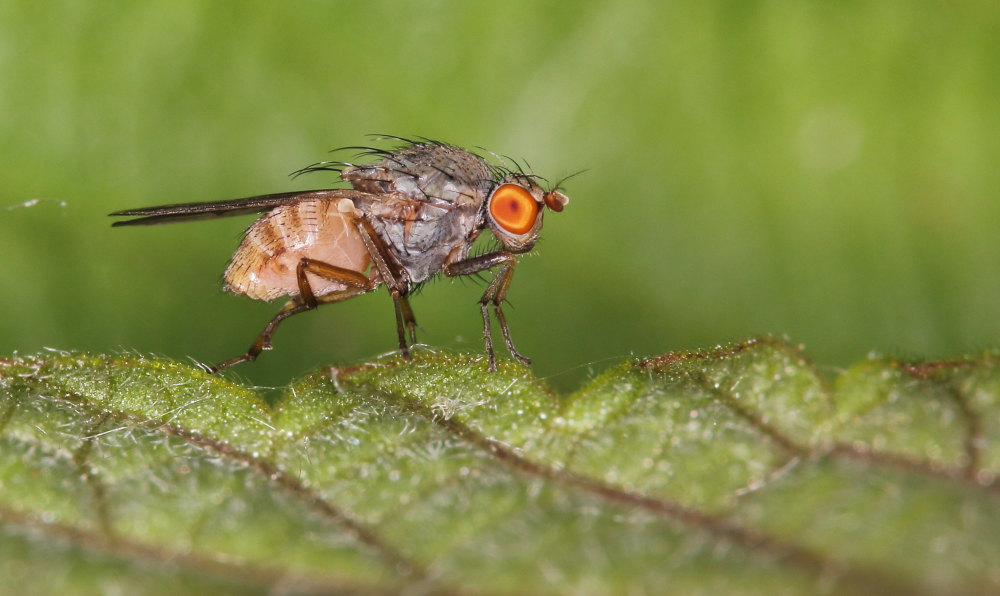 Minettia sp. (Lauxaniidae)