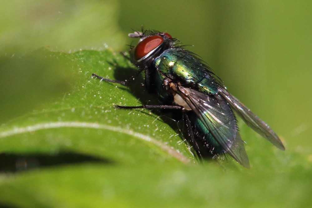 Quale Lucilia ? Lucilia sericata