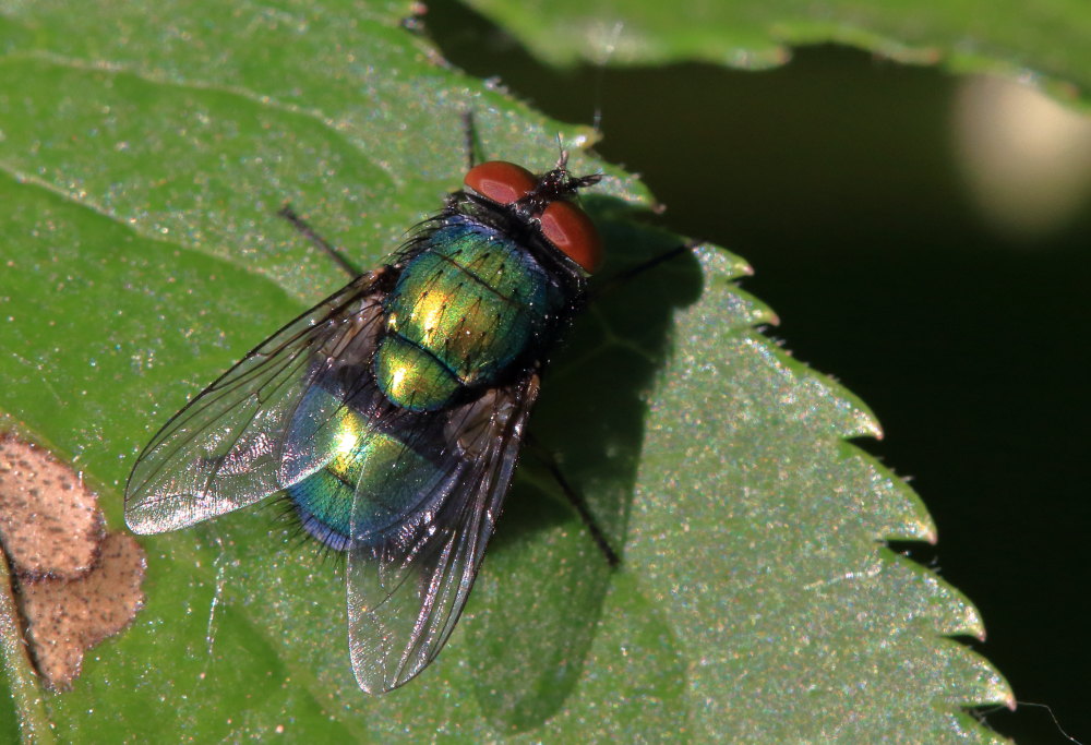 Quale Lucilia ? Lucilia sericata