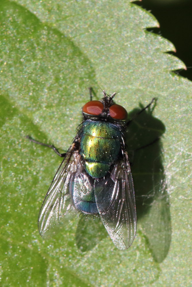 Quale Lucilia ? Lucilia sericata