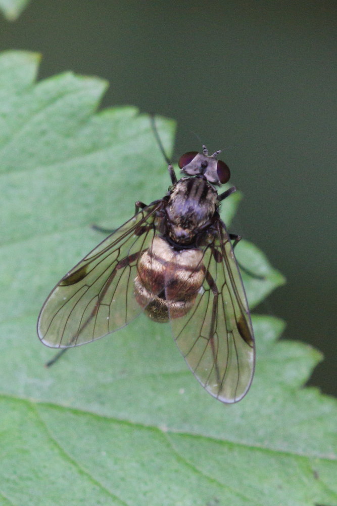 Chrysopilus cristatus (Rhagionidae)