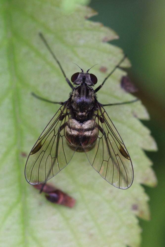 Chrysopilus cristatus (Rhagionidae)