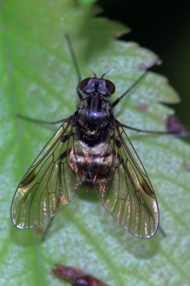 Chrysopilus cristatus (Rhagionidae)