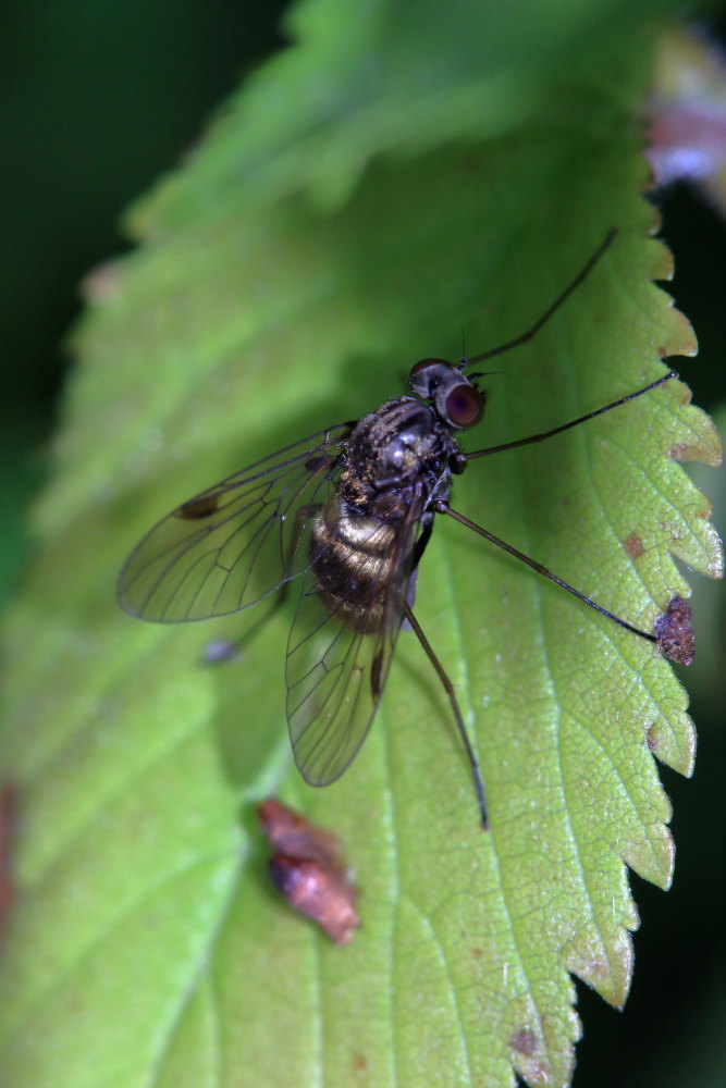 Chrysopilus cristatus (Rhagionidae)