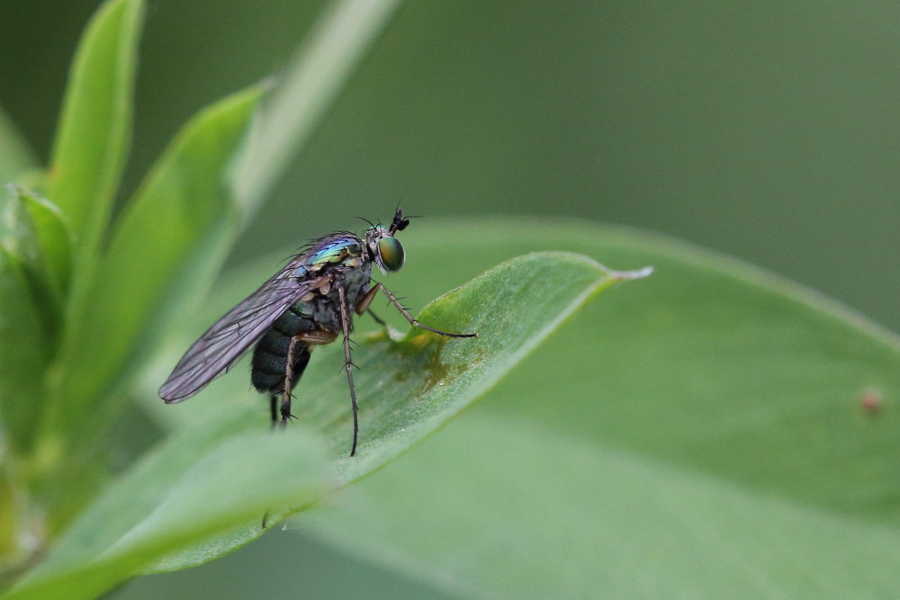 Fam. Dolichopodidae