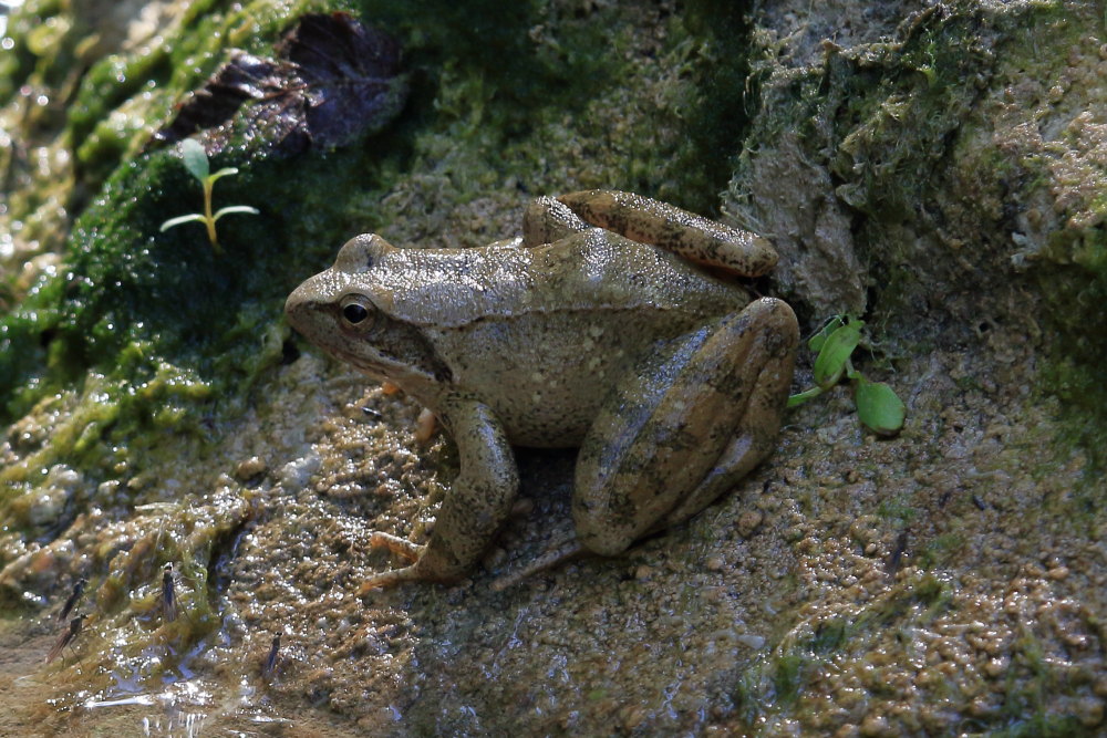 Rana italica? S !