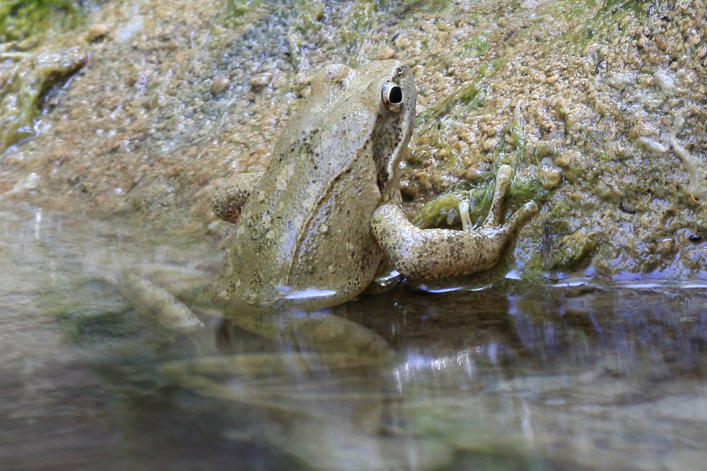 Rana italica? S !