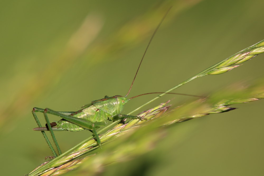 Tettigonia viridissima, giovane femmina