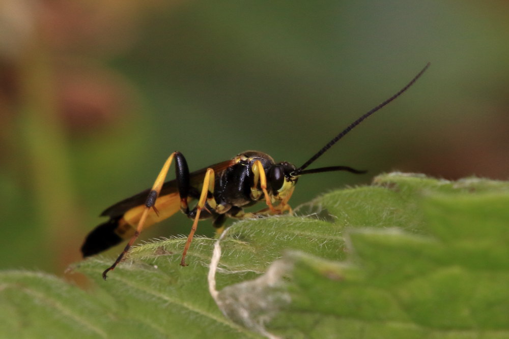 Ichneumonidae da identificare 5