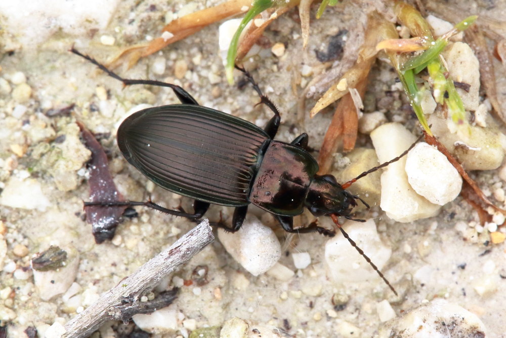 Carabidae: Harpalus distinguendus?  No, Poecilus cupreus