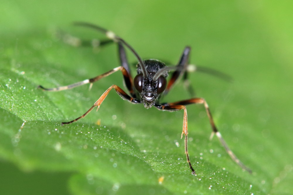 Ichneumonidae da identificare 4
