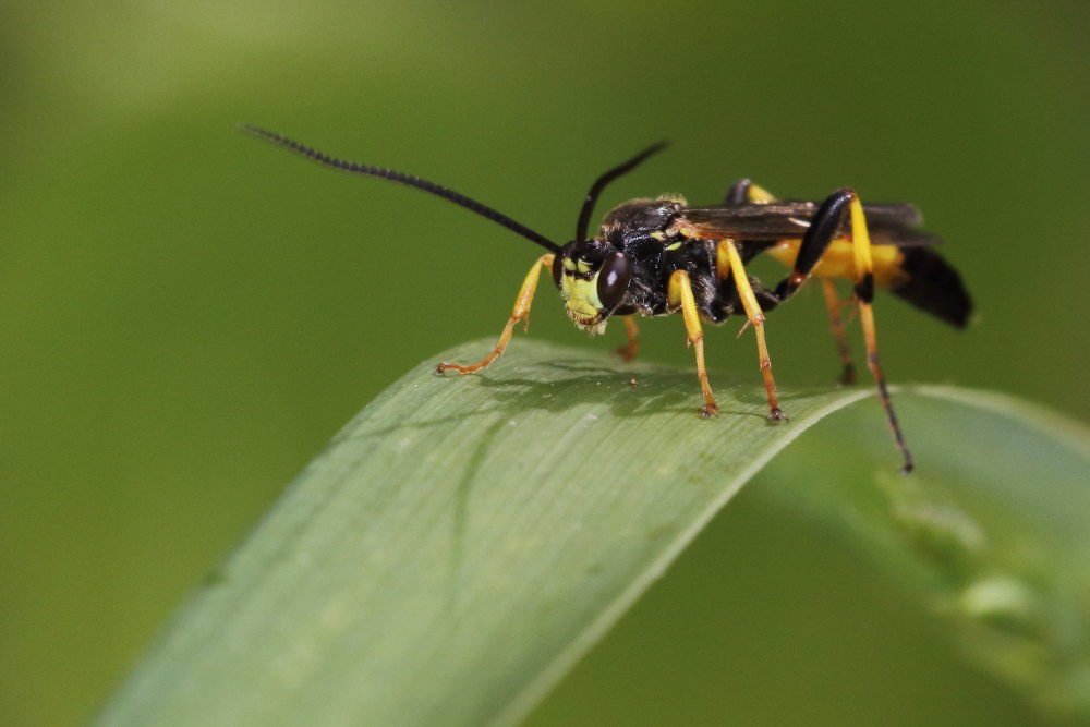 Ichneumonidae da identificare 5