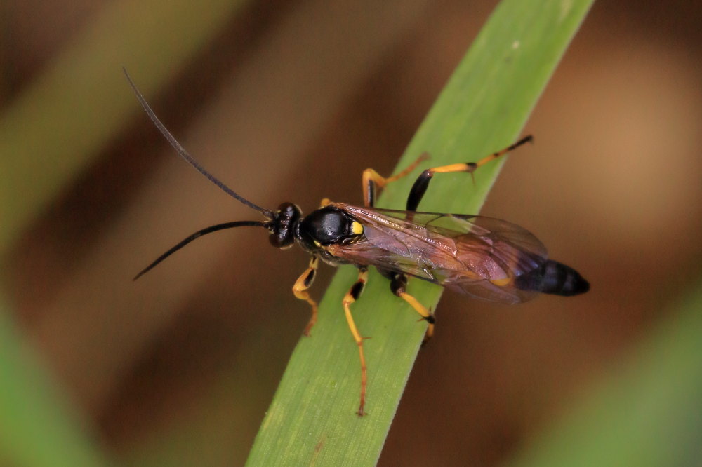 Ichneumonidae da identificare 5