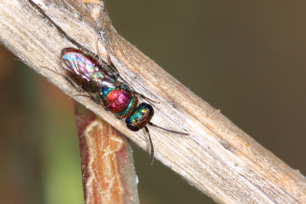 Chrysididae da identificare: Chrysis auriceps