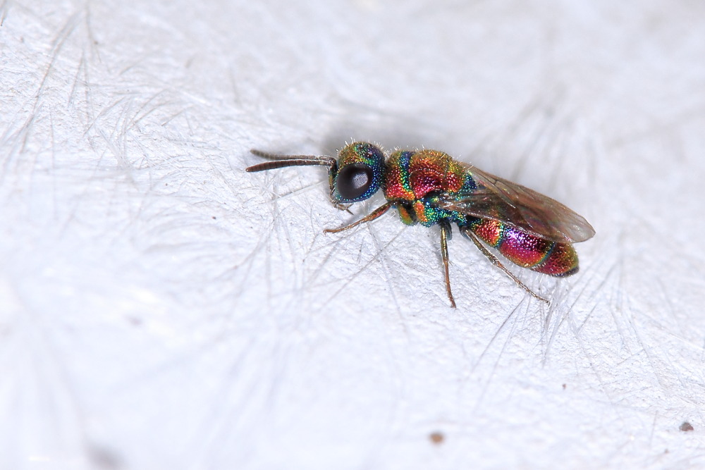 Chrysididae da identificare: Chrysis auriceps