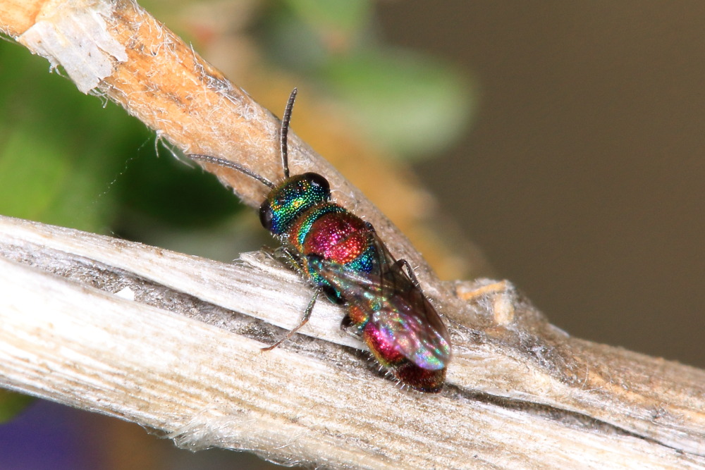 Chrysididae da identificare: Chrysis auriceps