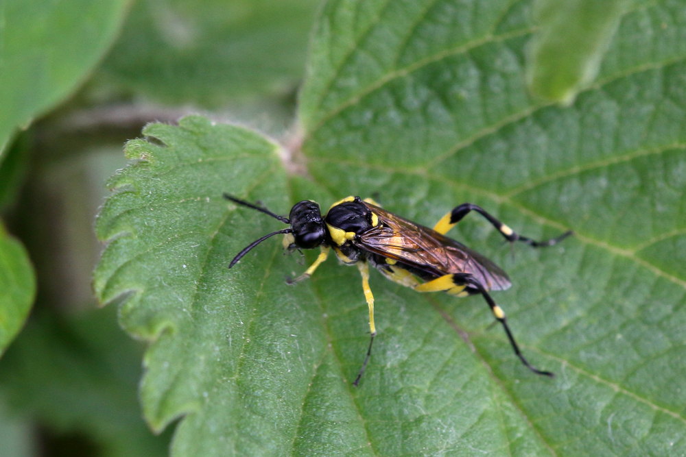 Tenthredinidae da identificare 4: Macrophya montana