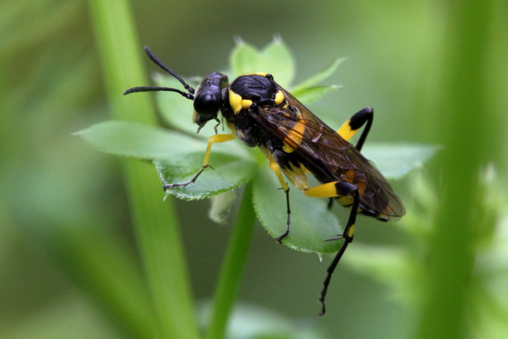 Tenthredinidae da identificare 4: Macrophya montana