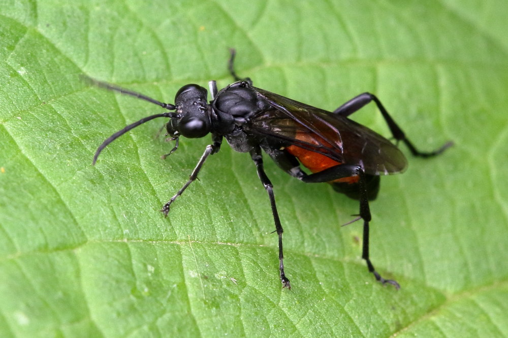 Tenthredinidae da identificare 5: Macrophya annulata