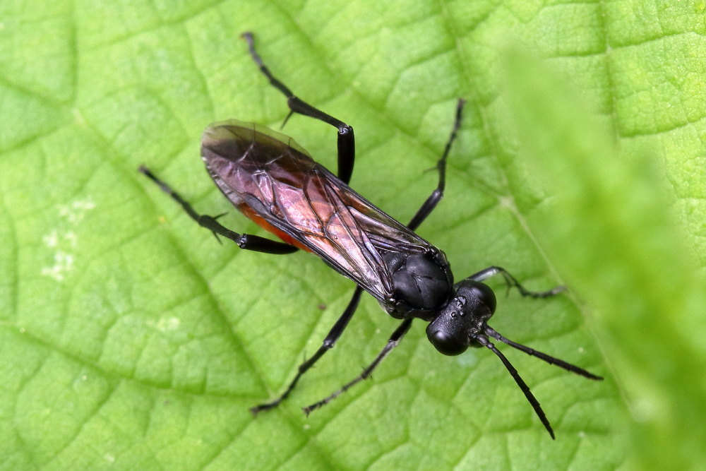 Tenthredinidae da identificare 5: Macrophya annulata