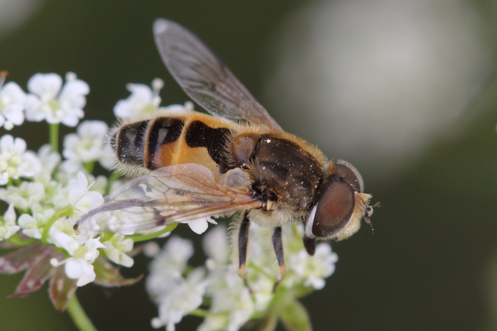 Eristalis arbustorum?  S. maschio