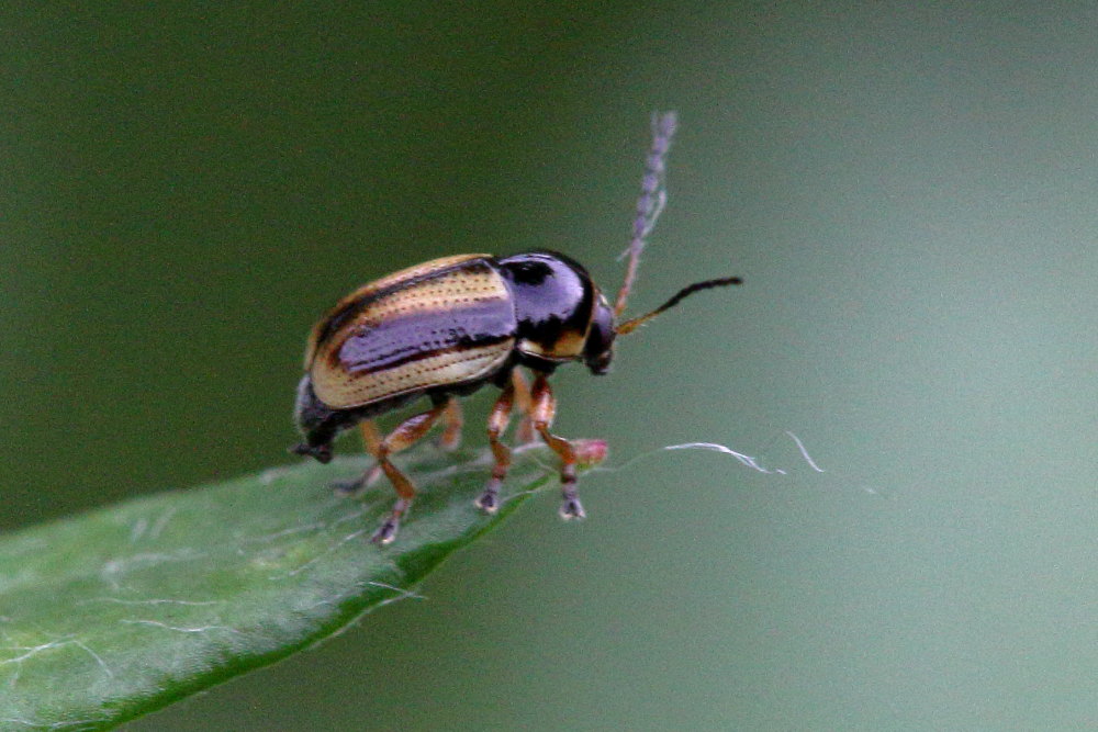 Cryptocephalus pygmaeus ab. amoenus, Chrysomelidae