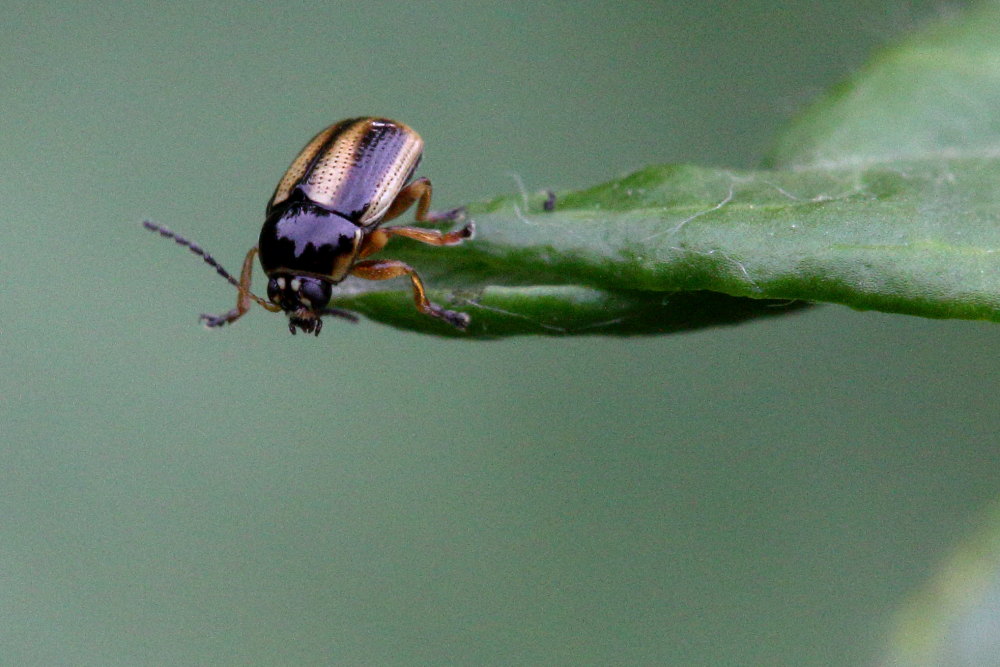 Cryptocephalus pygmaeus ab. amoenus, Chrysomelidae