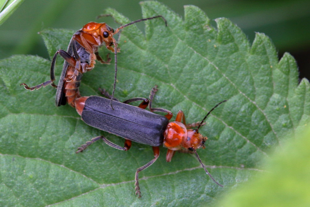 Cantharidae: Cantharis livida