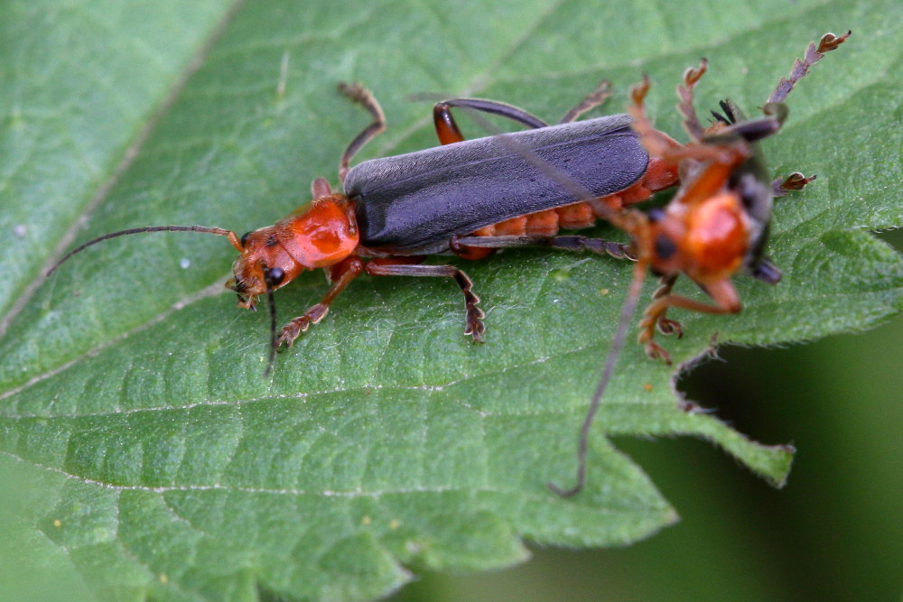 Cantharidae: Cantharis livida