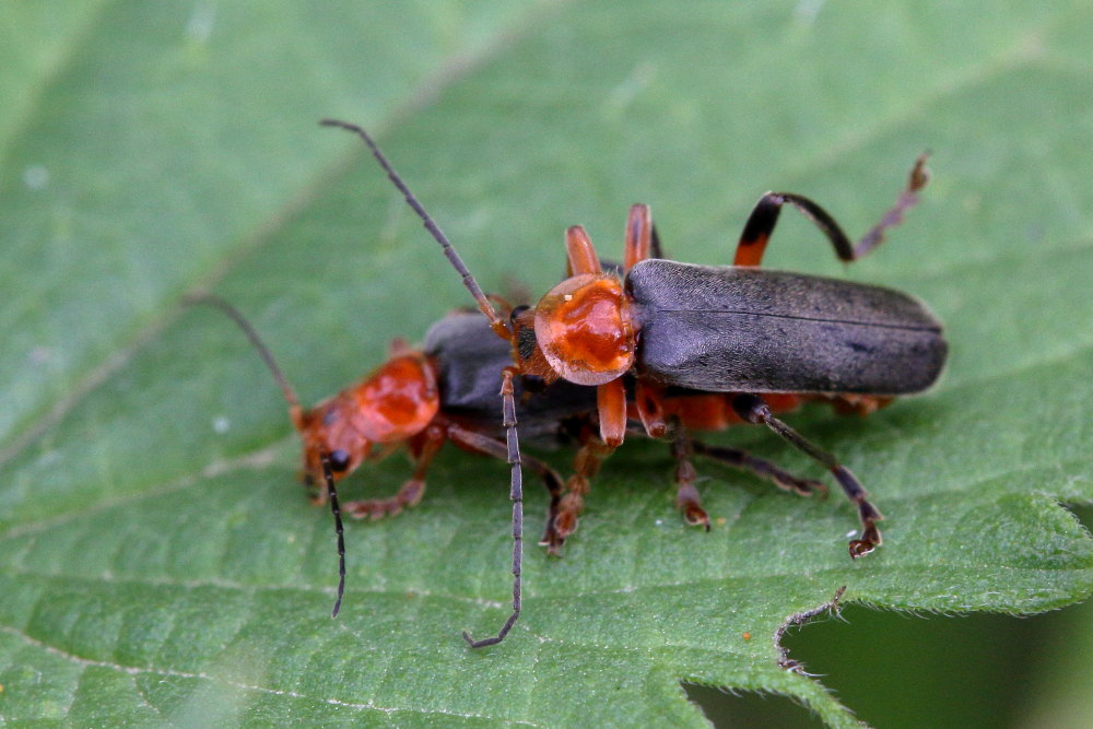 Cantharidae: Cantharis livida