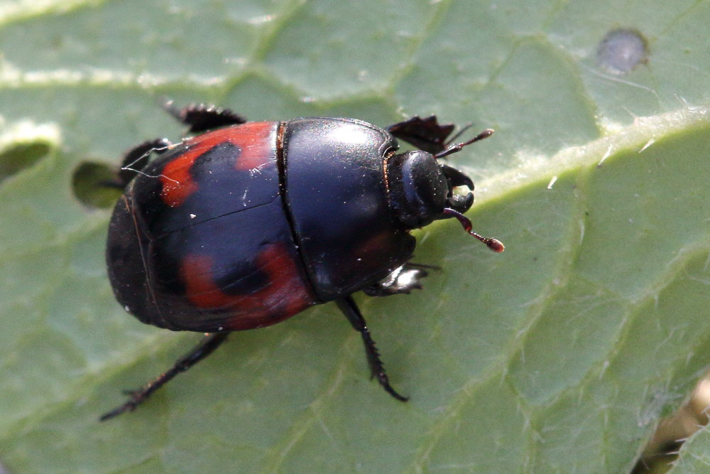Hister quadrimaculatus?  Hister cfr. quadrimaculatus