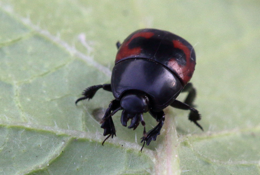 Hister quadrimaculatus?  Hister cfr. quadrimaculatus