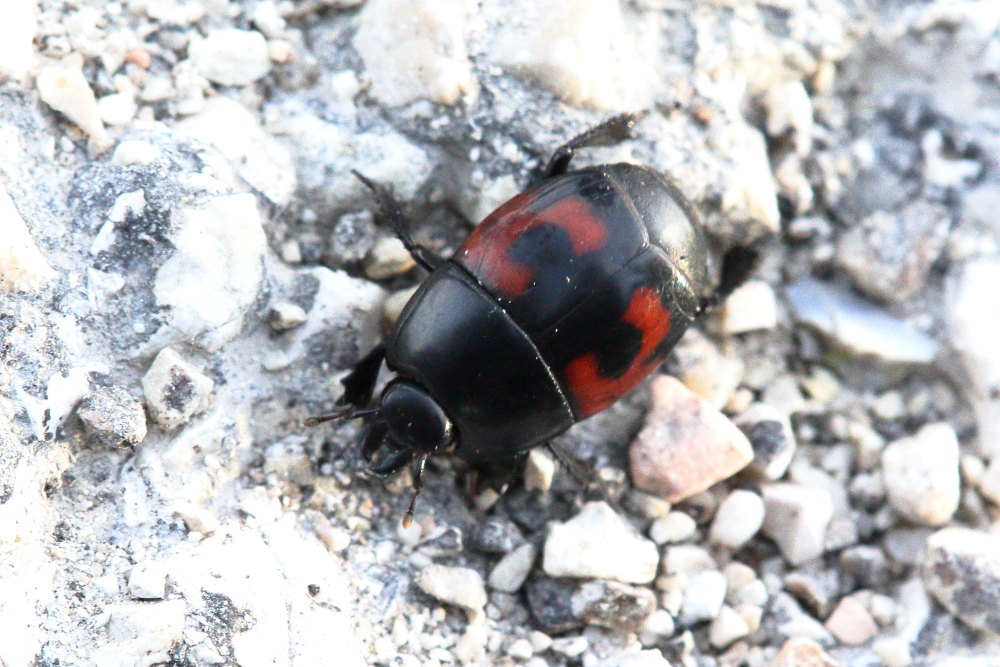 Hister quadrimaculatus?  Hister cfr. quadrimaculatus