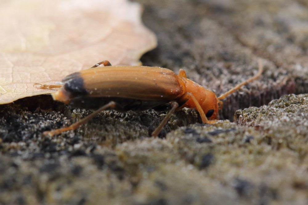 Nacerdes melanura, Oedemeridae