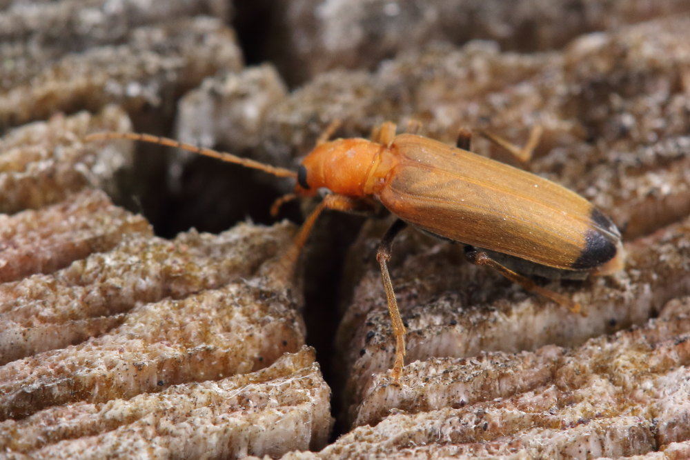 Nacerdes melanura, Oedemeridae