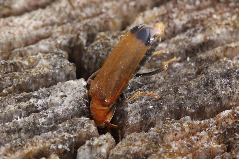 Nacerdes melanura, Oedemeridae