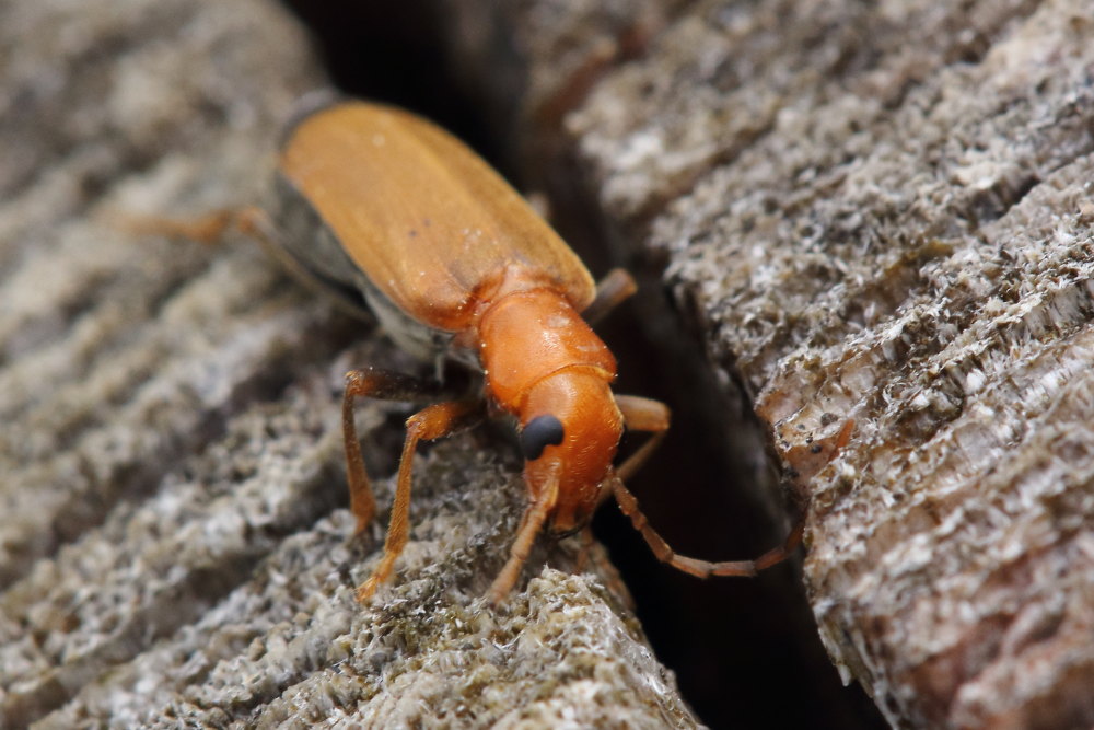 Nacerdes melanura, Oedemeridae