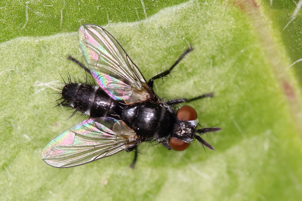 Tachinidae: Leiophora innoxia, maschio