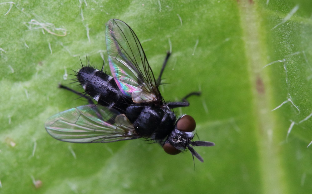 Tachinidae: Leiophora innoxia, maschio