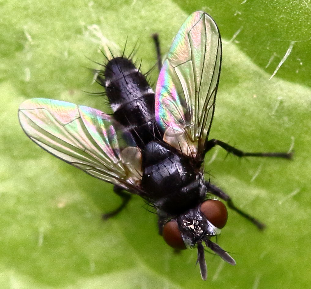 Tachinidae: Leiophora innoxia, maschio