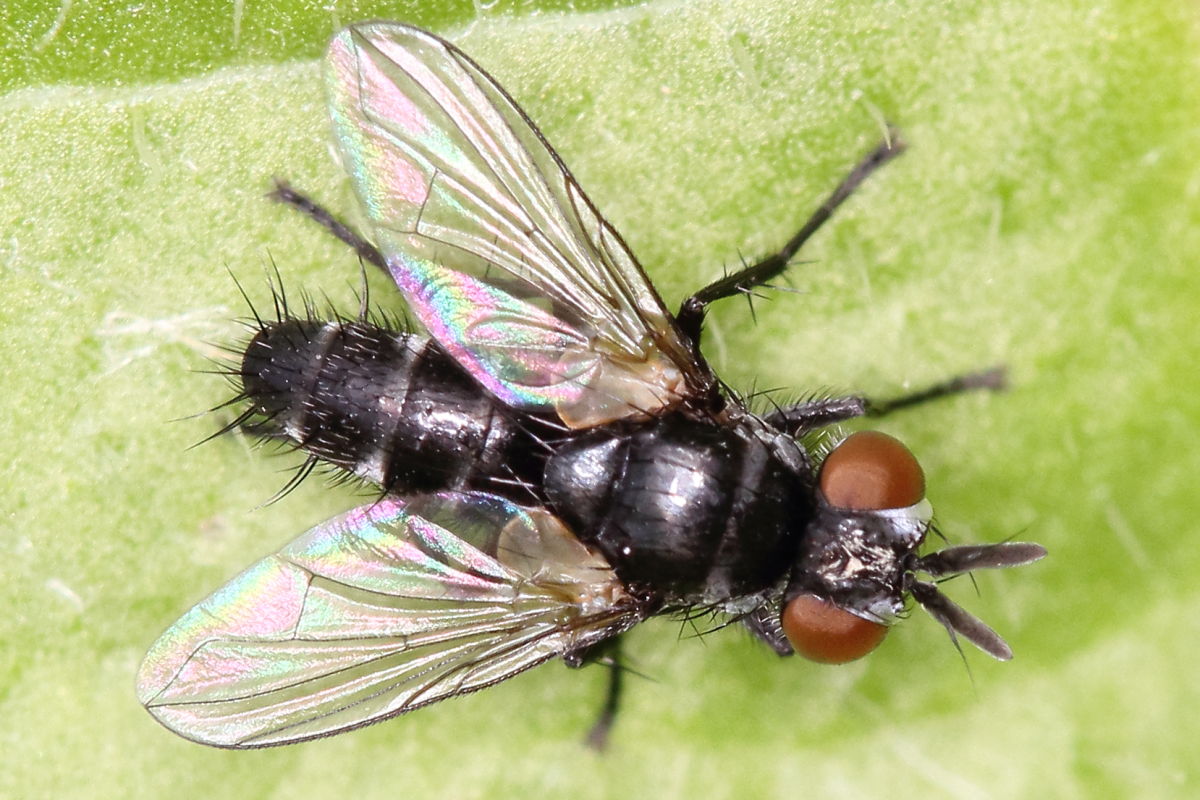 Tachinidae: Leiophora innoxia, maschio