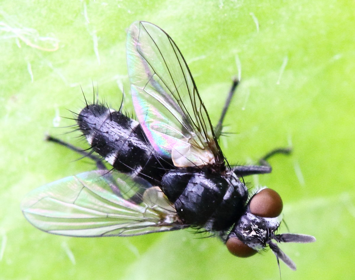 Tachinidae: Leiophora innoxia, maschio