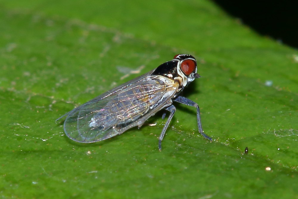 Fulgoromorpha: Hyalesthes obsoletus (Cixiidae)